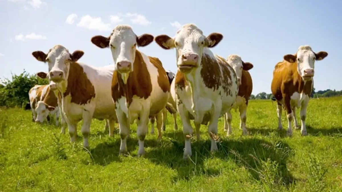 गाय के दूध में पाया गया बर्ड फ्लू वायरस, क्या यह इंसानों को भी प्रभावित करेगा?