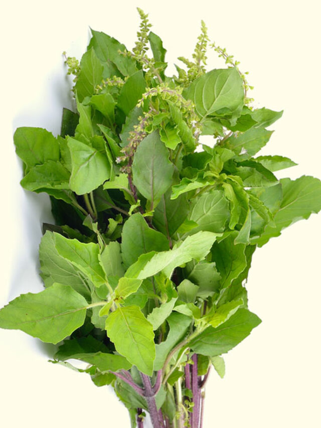 तुलसी के फायदे (Benefits of Tulsi)