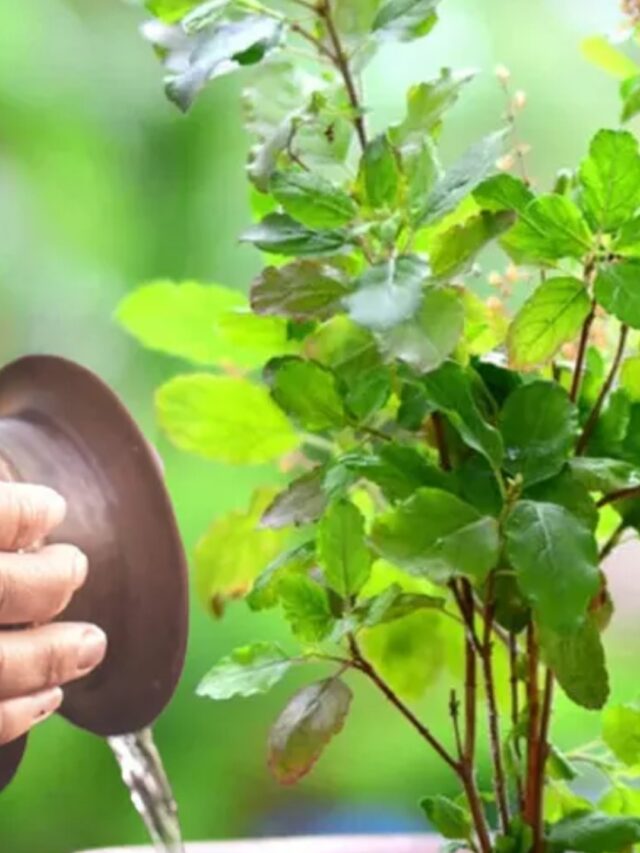 रविवार को तुलसी में जल चढ़ाने के लाभ