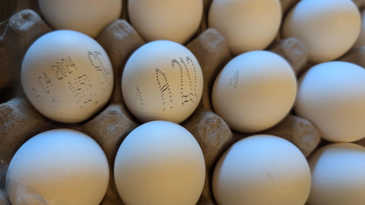 अब पुराना अंडा नहीं बिकेगा! यूपी में 1 अप्रैल से हर अंडे पर एक्सपायरी डेट अनिवार्य, योगी सरकार का बड़ा नियम